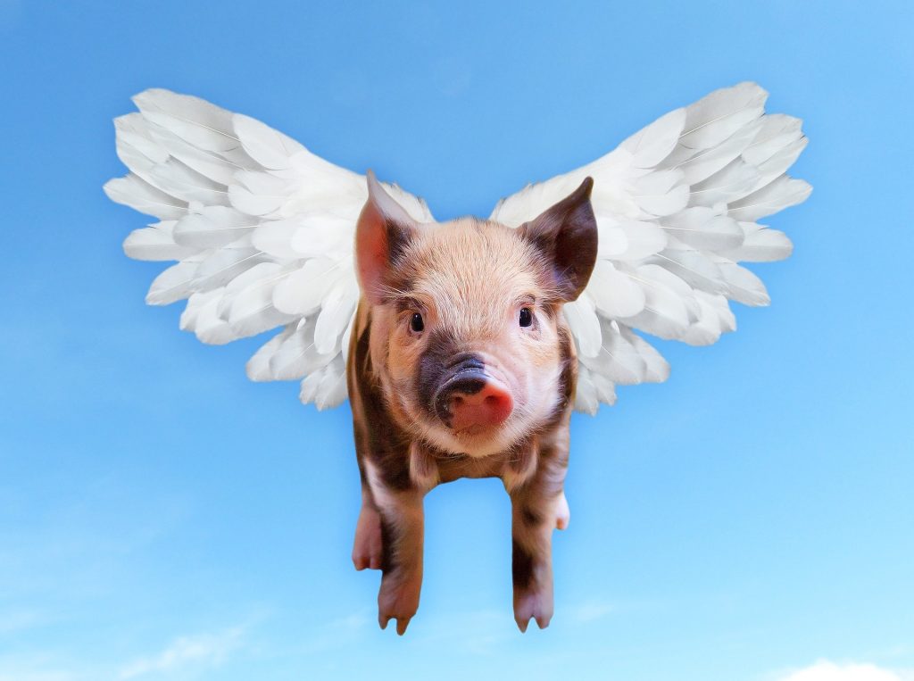 豚が空を飛べたなら、、